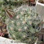 Mamillaria insularis