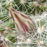 Mamillaria insularis