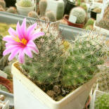 Mamillaria insularis