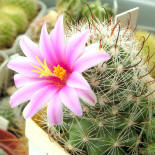 Mamillaria insularis