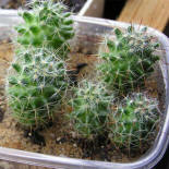 Mamillaria jaliscana L1050