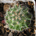 Mamillaria jaliscana L1050