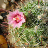 Mamillaria jaliscana L1050