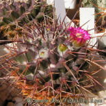 Mamillaria magnimamma