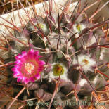 Mamillaria magnimamma