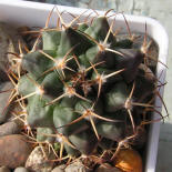 Mamillaria magnimamma SB40