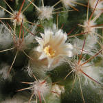 Mammillaria mammillaris