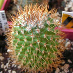 Mammillaria rhodantha