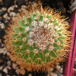 Mammillaria rhodantha