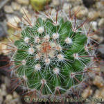 Mammilaria solisii