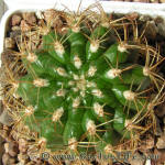 Matucana calvescens L115