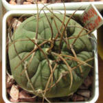 Matucana madisoniorum