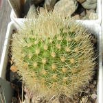 Matucana haynei ssp. myriacantha L173