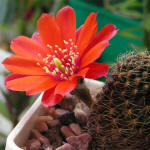 Mediolobivia haefneriana