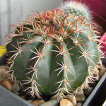 Melocactus conoideus