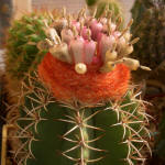 Melocactus conoideus