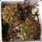 Melocactus curvispinus