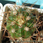 Melocactus curvispinus