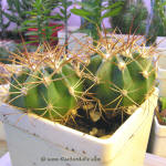 Melocactus curvispinus