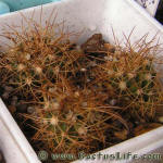 Melocactus oreas