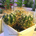 Melocactus oreas