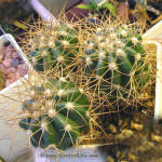 Melocactus oreas