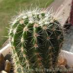 Notocactus muegelianus HU82