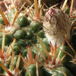 Notocactus submammulosus