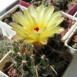 Notocactus submammulosus