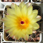 Notocactus submammulosus