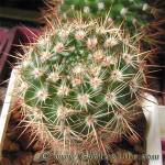 Notocactus submammulosus