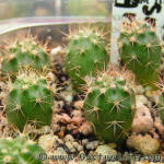 Notocactus submammulosus VG001