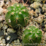 Notocactus submammulosus VG001