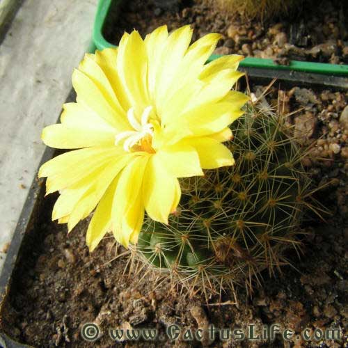 Parodia formosa