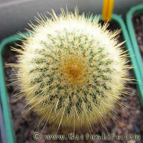 Parodia leninghausii