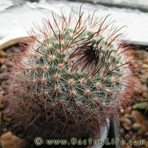 Parodia microsperma