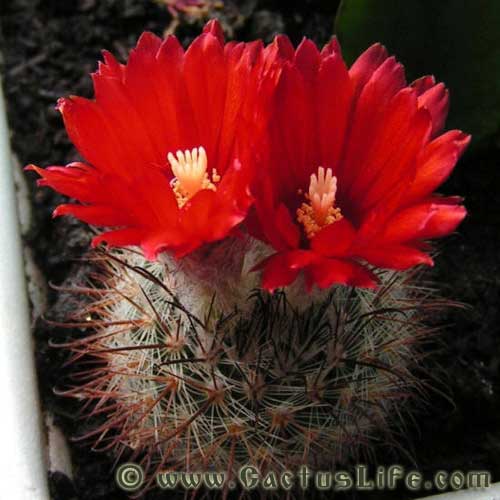 Parodia microsperma