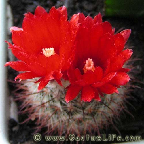 Parodia microsperma