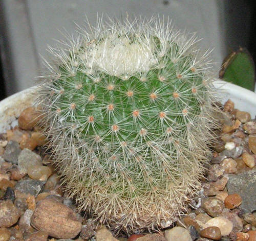 Parodia scopa ssp. succinea