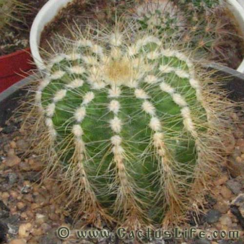 Parodia magnificus