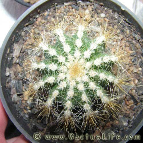 Parodia magnificus