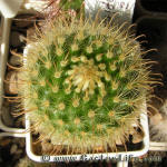 Parodia aureispina