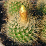 Parodia aureispina