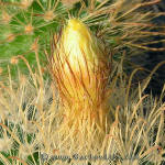 Parodia aureispina