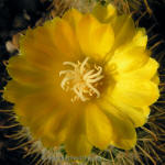 Parodia aureispina