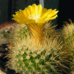 Parodia aureispina