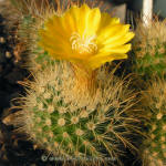 Parodia aureispina