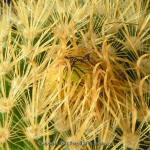 Parodia aureispina