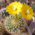 Parodia aureispina