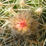 Parodia formosa